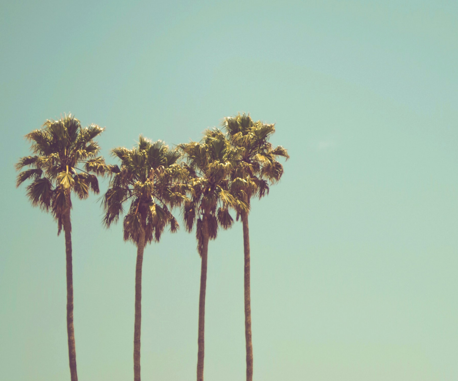 Mehrere Palmen nebeneinander