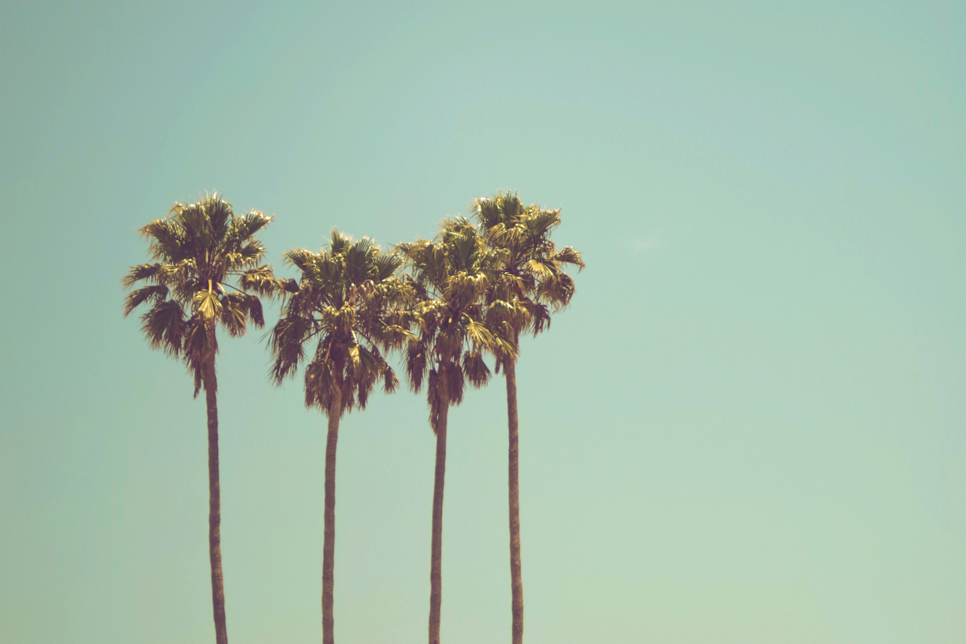 Mehrere Palmen nebeneinander